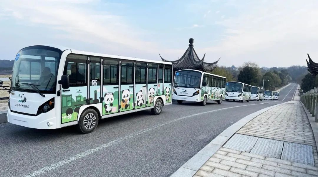 “熊貓?zhí)靾F(tuán)”來了！瑪西爾23座觀光車抵達(dá)岳陽中華大熊貓苑！